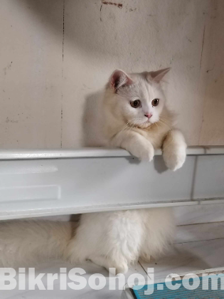 Persian Cat